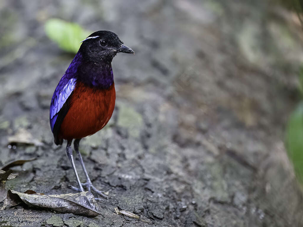Brève noire-et-rouge mâle adulte, identification