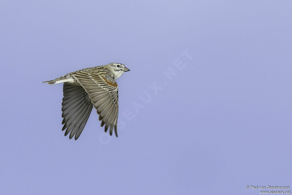 Thick-billed Longspuradult