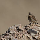 Bruant des rochers