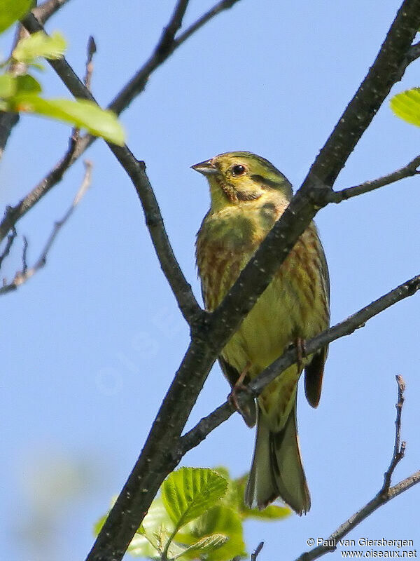 Yellowhammeradult
