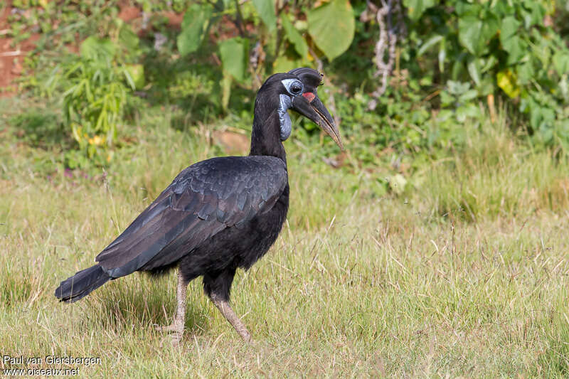 Abyssinian Ground Hornbill female adult, identification