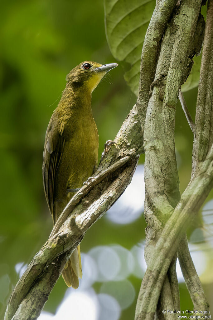 Bulbul à barbe jauneadulte