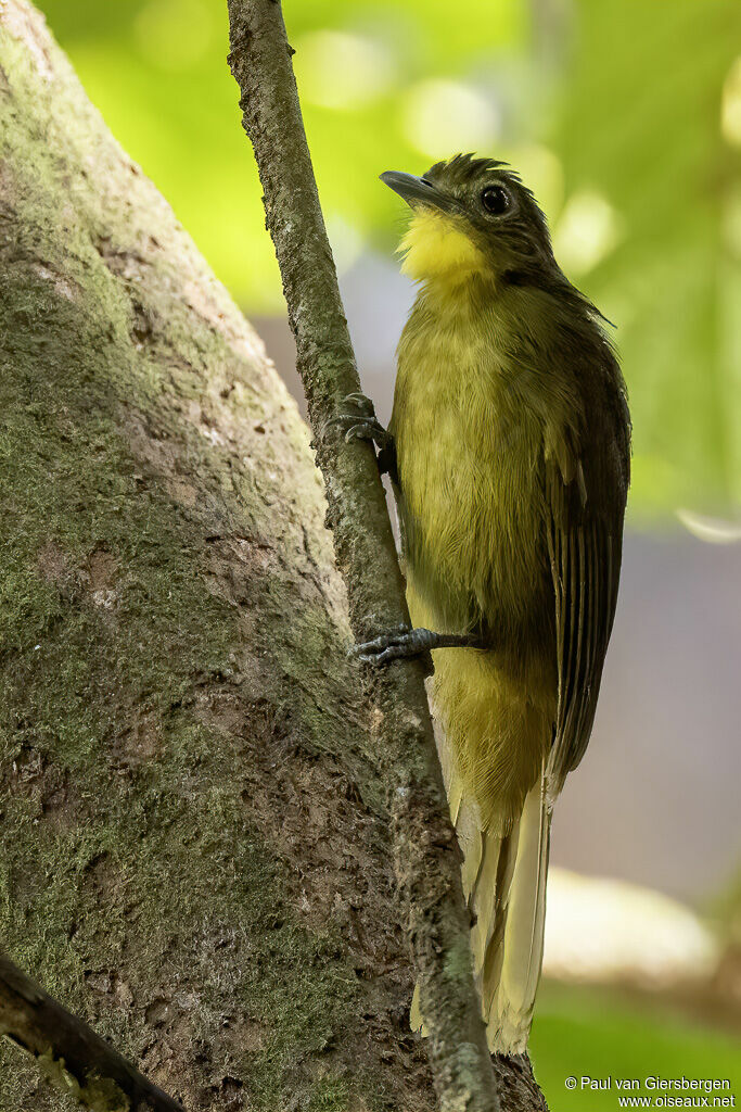 Bulbul à barbe jauneadulte