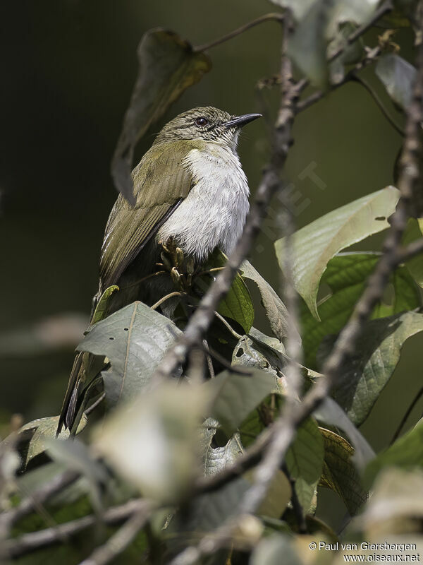 Bulbul à bec grêleadulte
