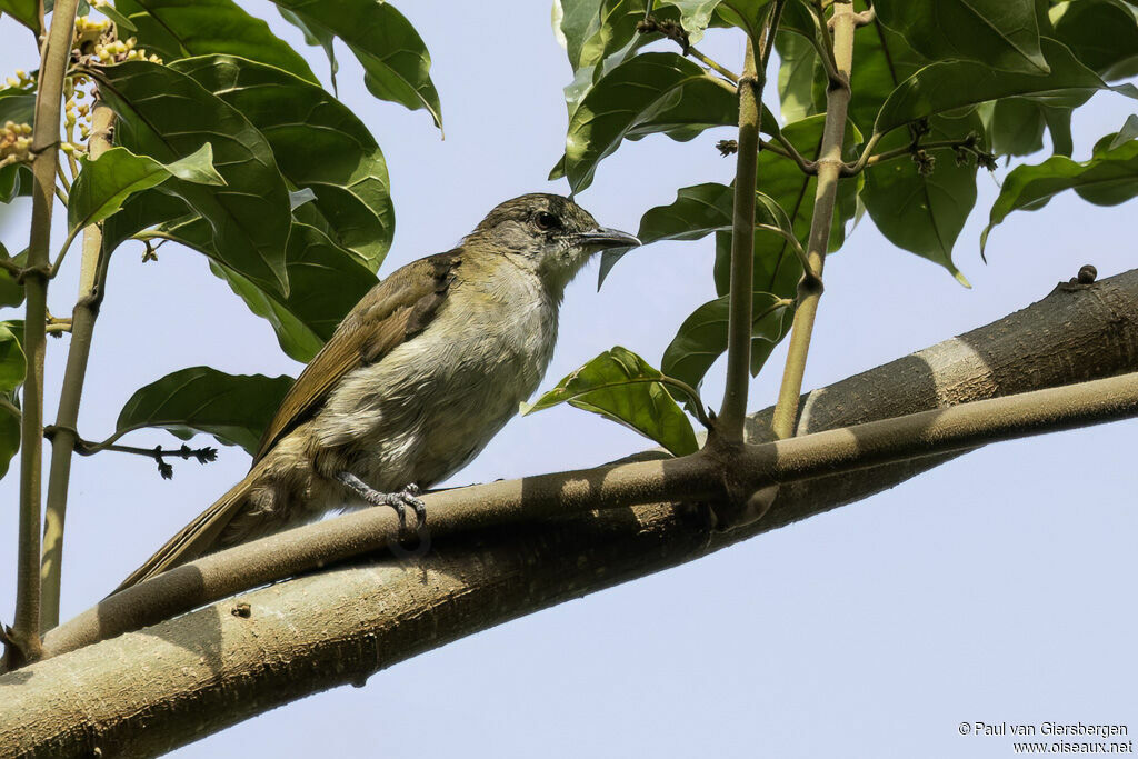 Bulbul à bec grêleadulte