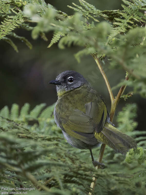 Yellow-throated Mountain Greenbuladult, identification