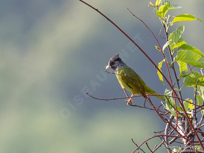 Bulbul à gros bec