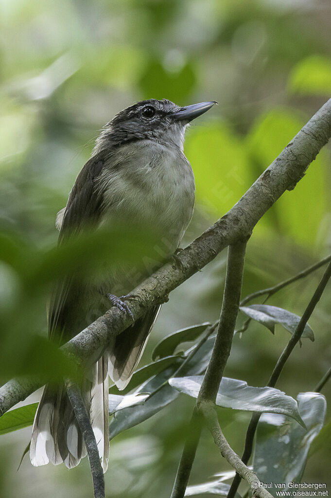 Bulbul à long becadulte