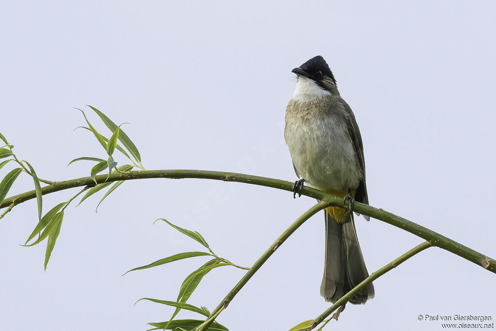 Brown-breasted Bulbuladult