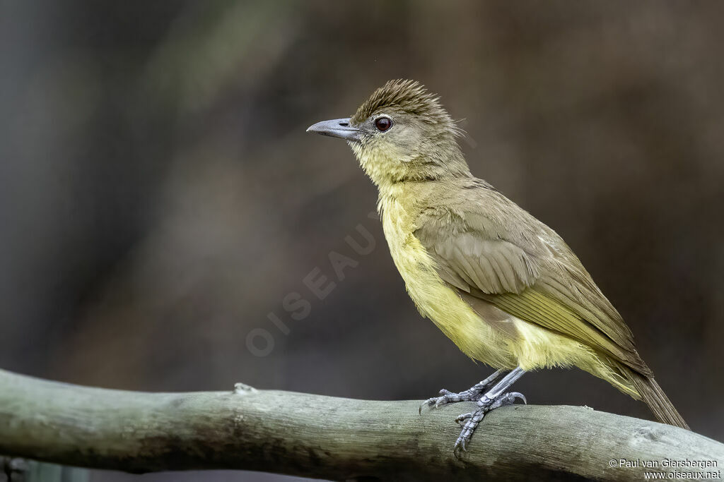 Bulbul à poitrine jauneadulte