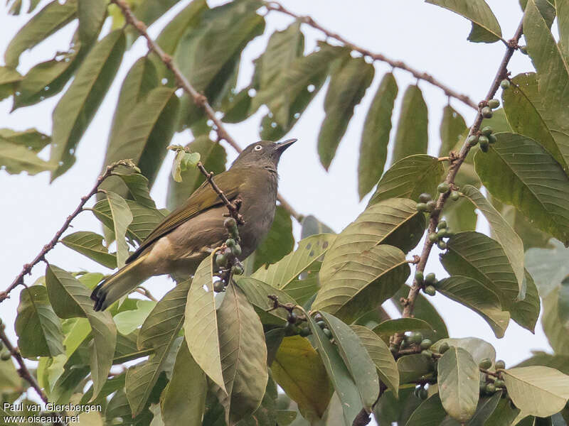 Bulbul à queue blancheadulte, identification