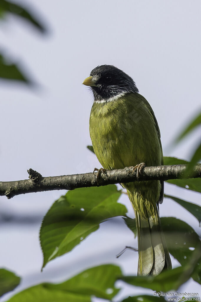 Bulbul à semi-collier