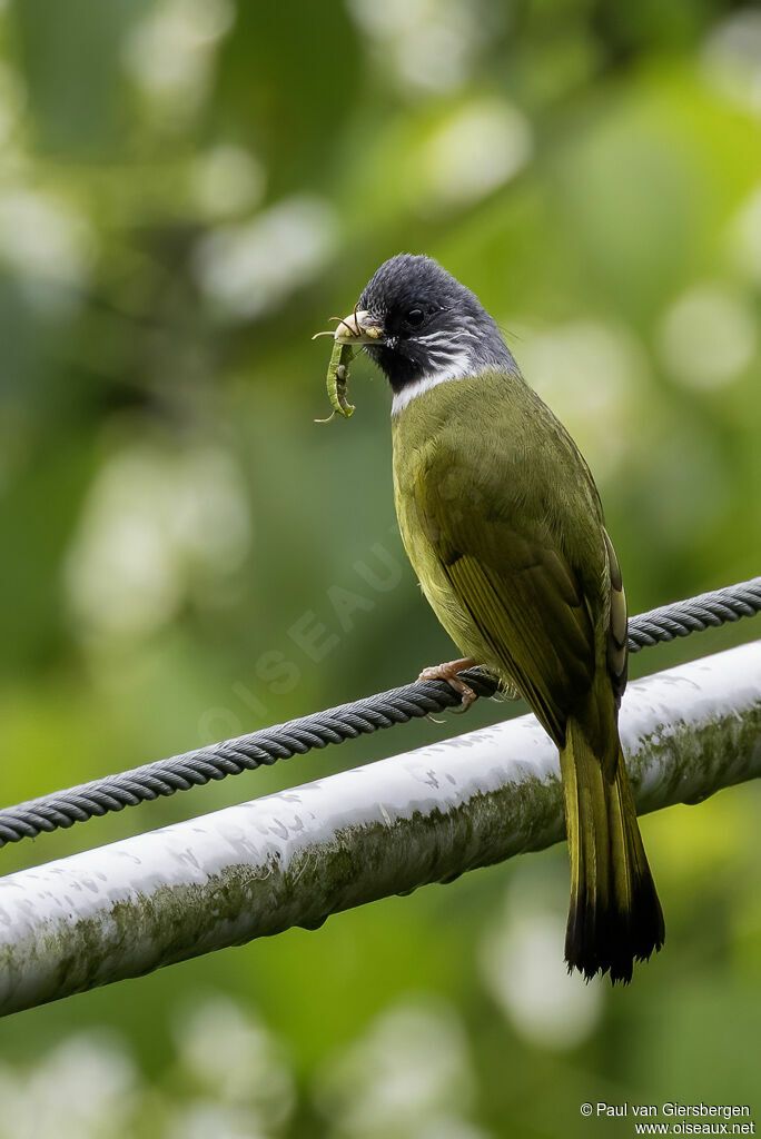 Bulbul à semi-collieradulte
