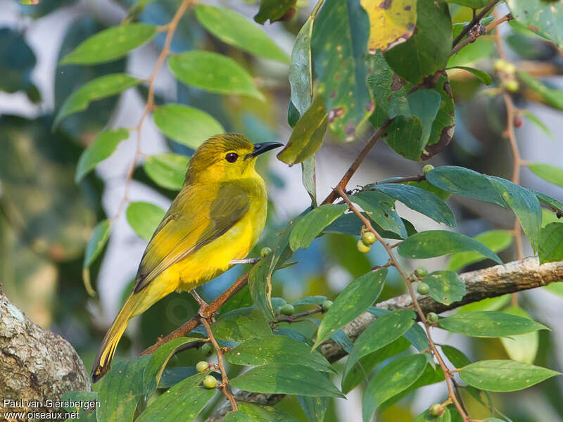 Bulbul à sourcils d'oradulte, habitat