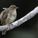 Bulbul aux yeux rouges