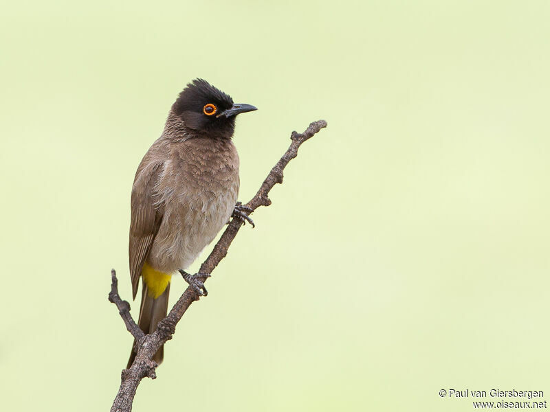 Bulbul brunoiradulte