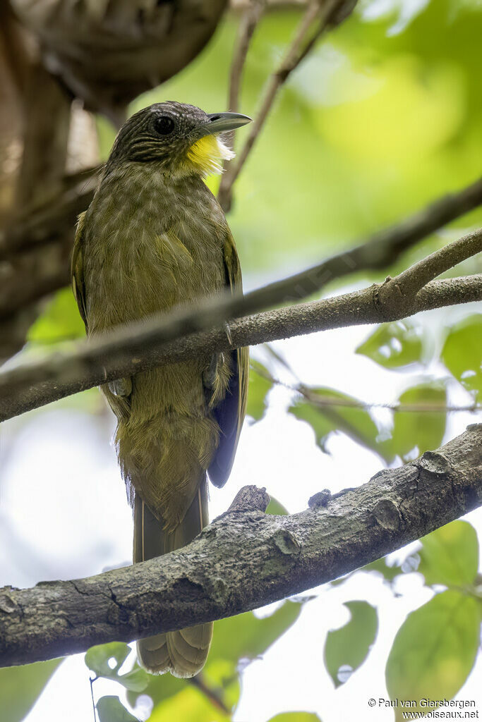 Western Bearded Greenbuladult