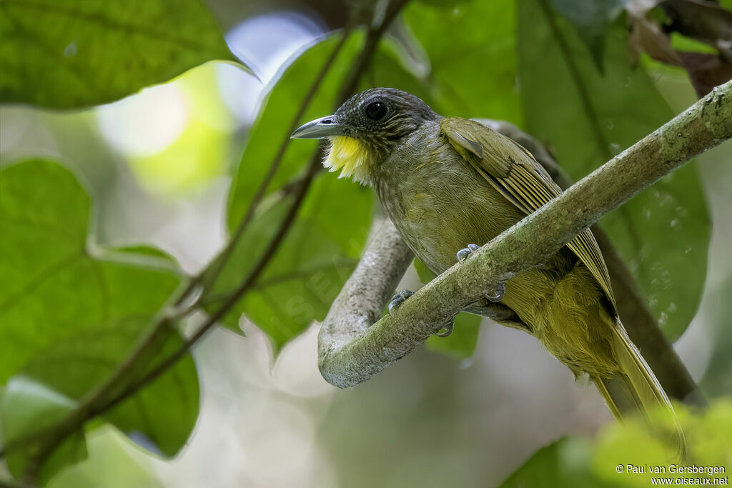 Bulbul crinonadulte