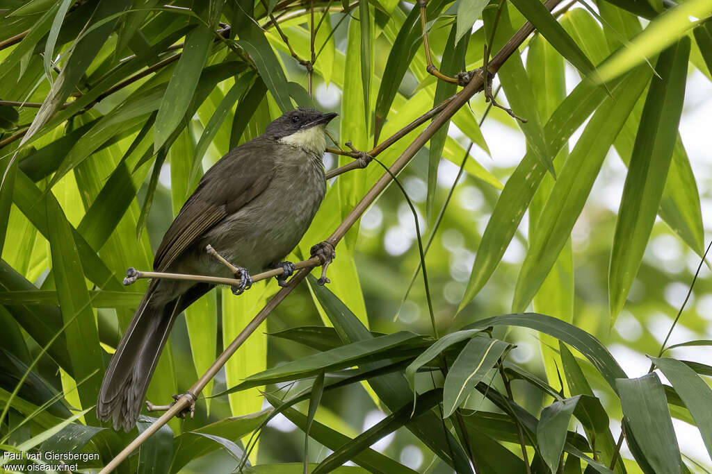 Pale-throated Greenbul