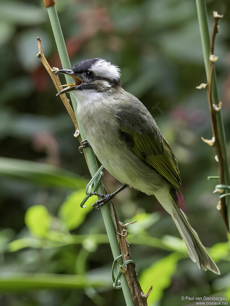 Light-vented Bulbuladult