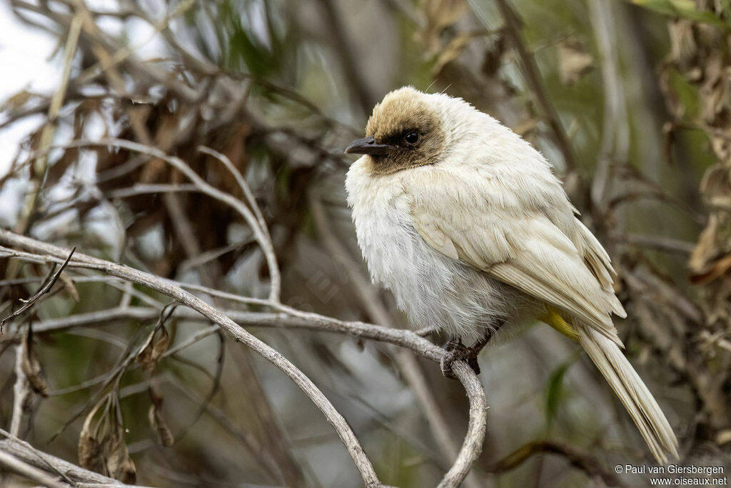 Bulbul de Dodsonadulte