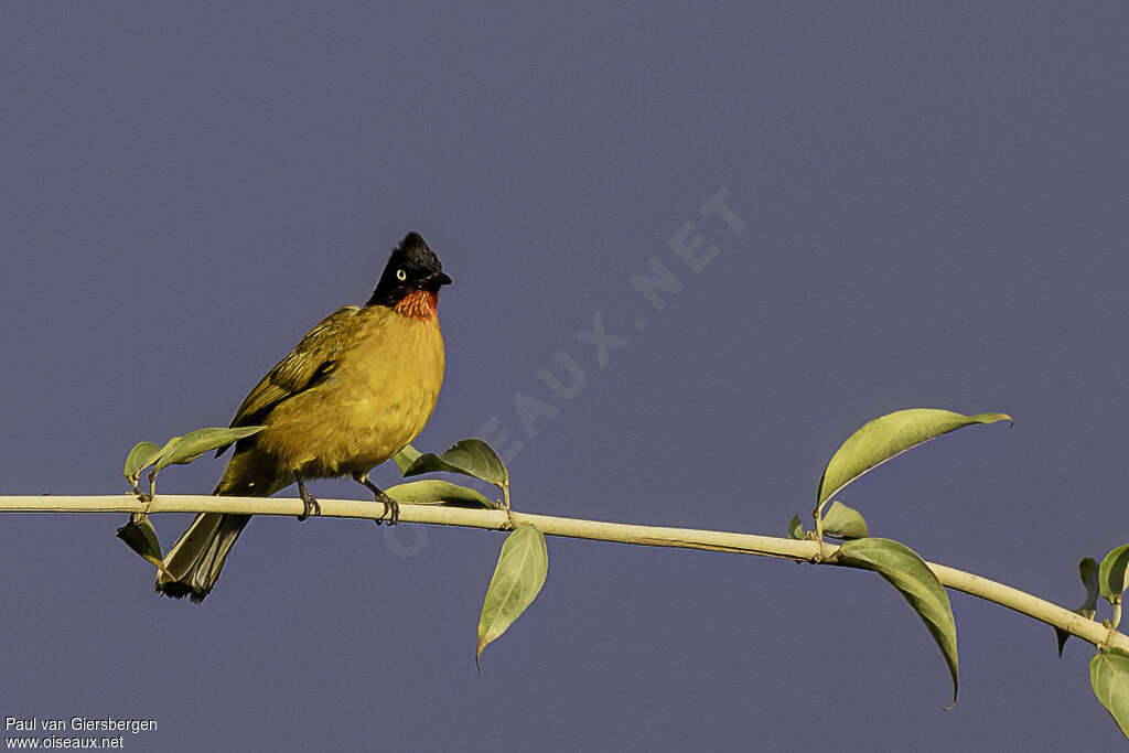 Ruby-throated Bulbuladult