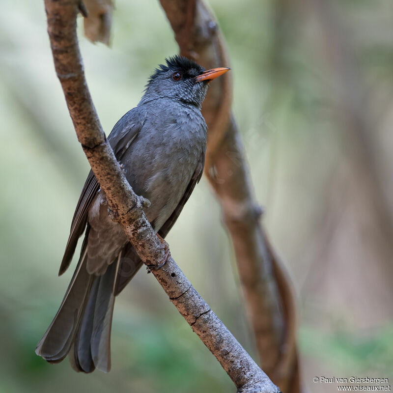 Bulbul de Madagascaradulte