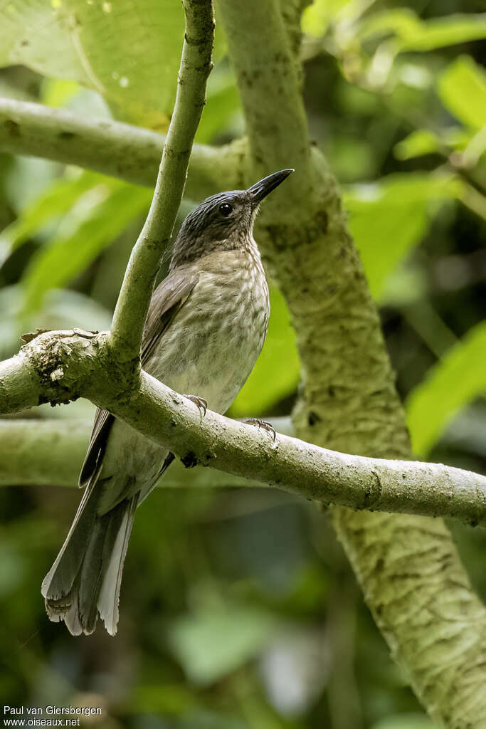 Bulbul de Siquijoradulte