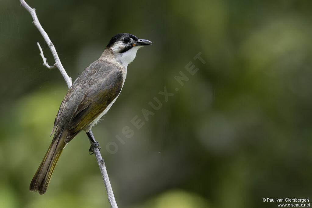 Bulbul de Taïwanadulte