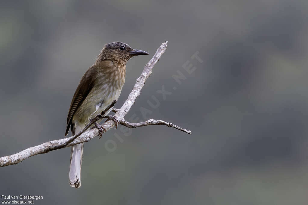 Bulbul des Visayasadulte