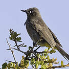 Bulbul du Cap