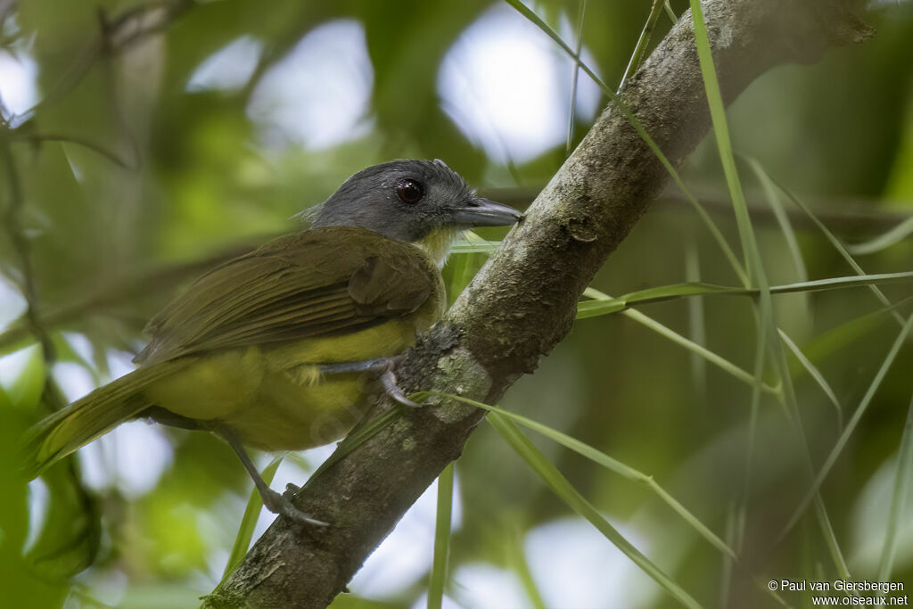 Bulbul fourmilier