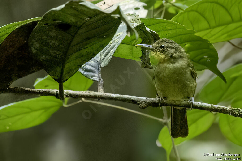 Bulbul ictérinadulte