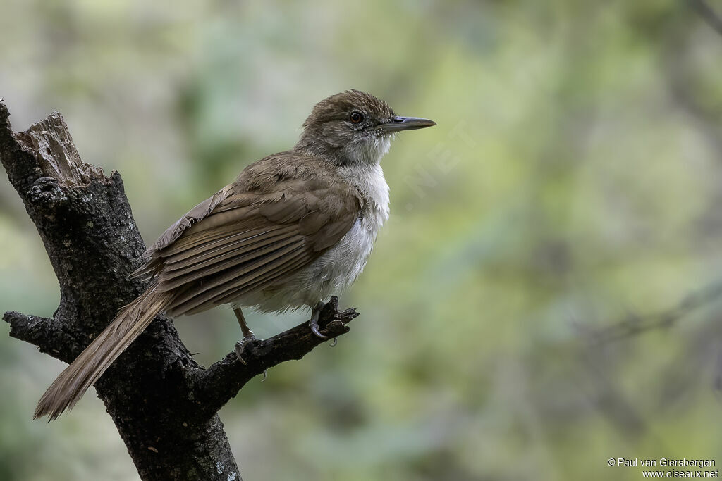 Terrestrial Brownbuladult