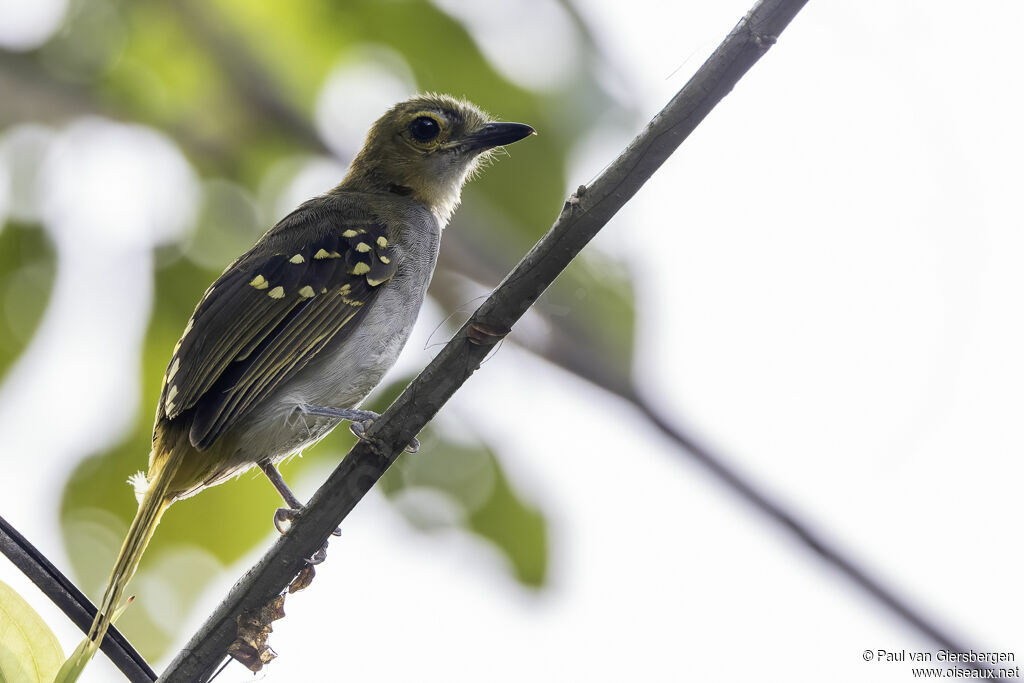 Bulbul nicatoradulte