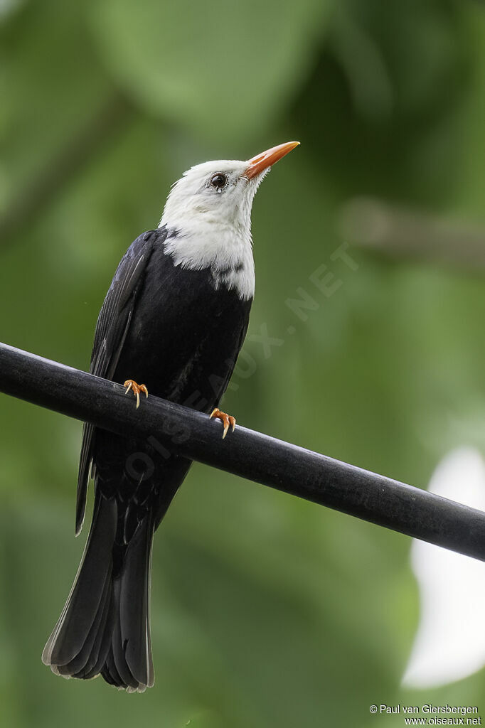 Bulbul noiradulte