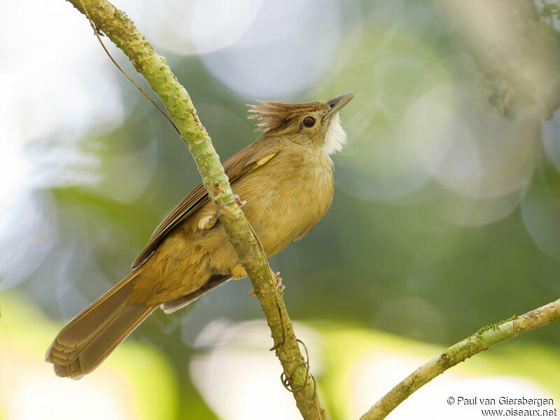 Bulbul ocré