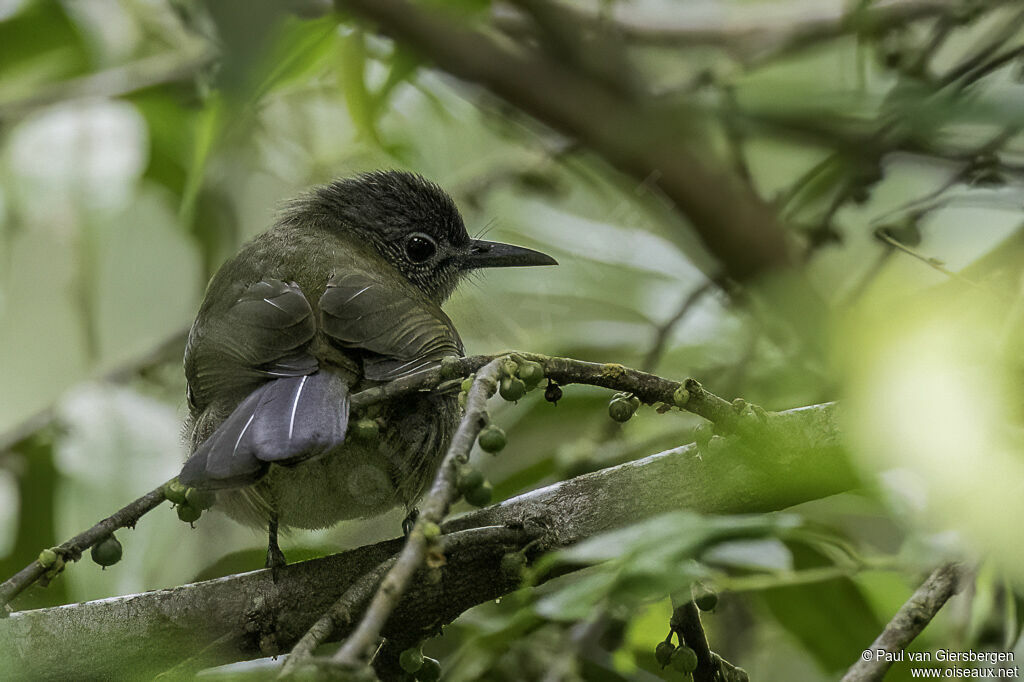 Bulbul verdinadulte