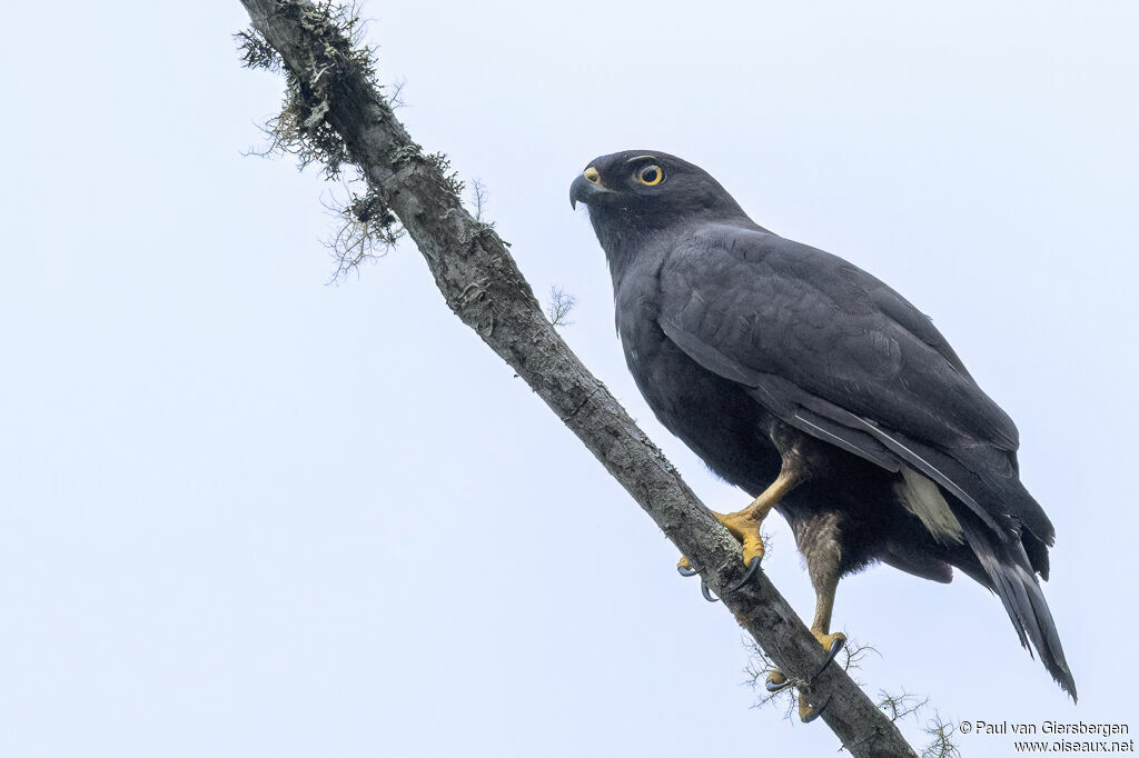 Buse cul-blancadulte