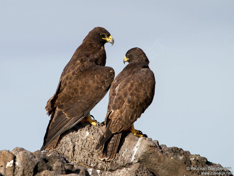 Buse des Galapagos