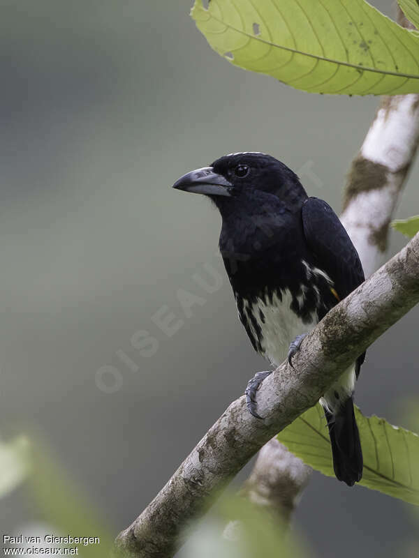 Cabézon à calotte tachetée femelle adulte, identification