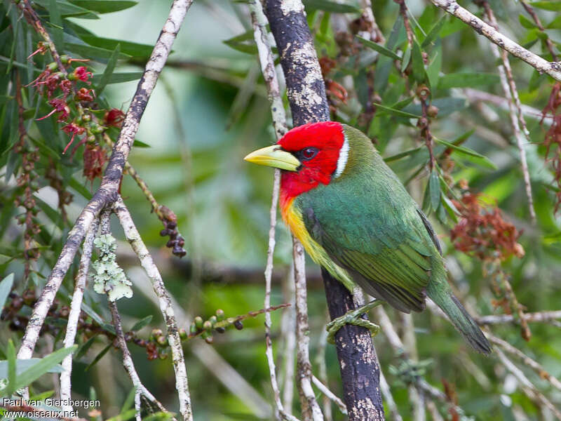 Cabézon à tête rouge mâle adulte, identification