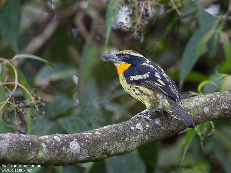Gilded Barbet male adult, identification