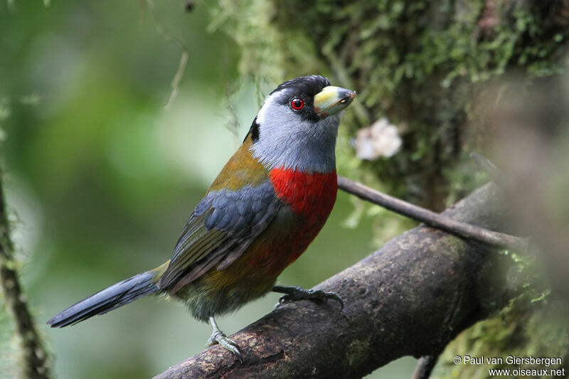 Cabézon toucanadulte