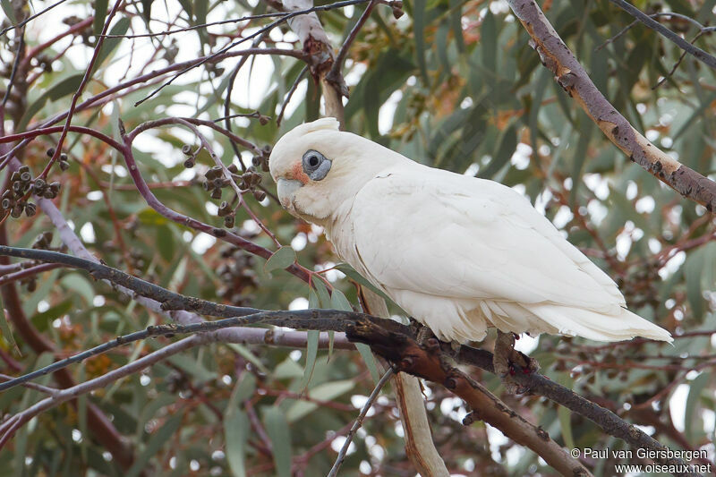 Cacatoès corella