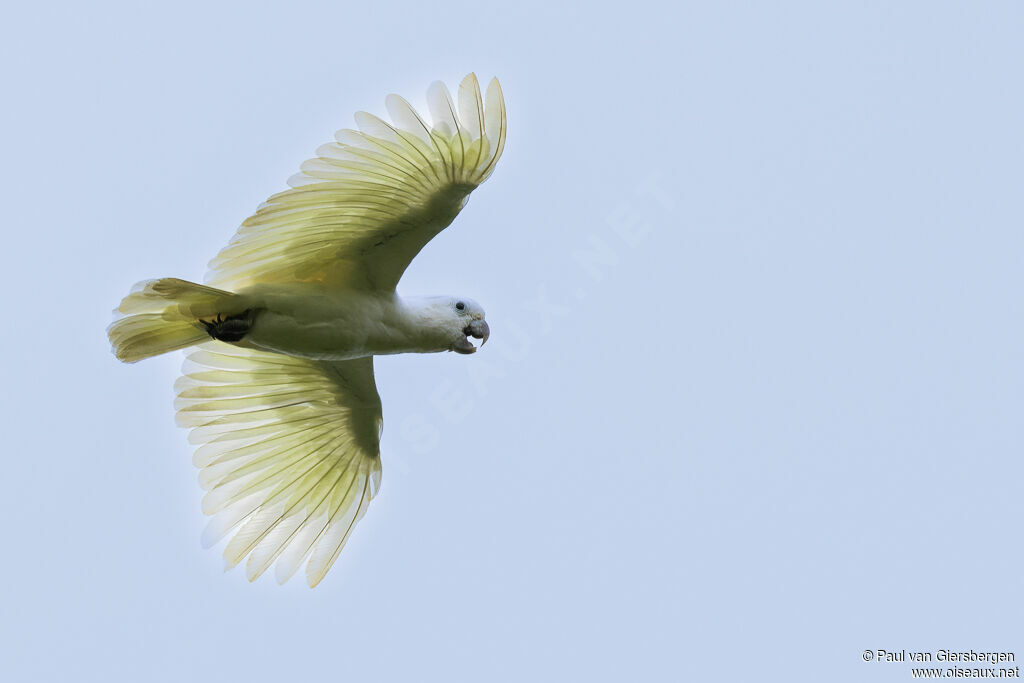 Solomons Corellaadult