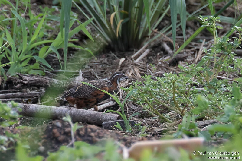 Harlequin Quail