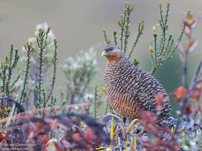Snow Mountain Quailadult, identification