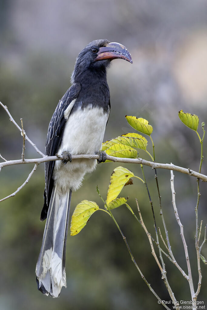 Calao de Hemprich mâle adulte