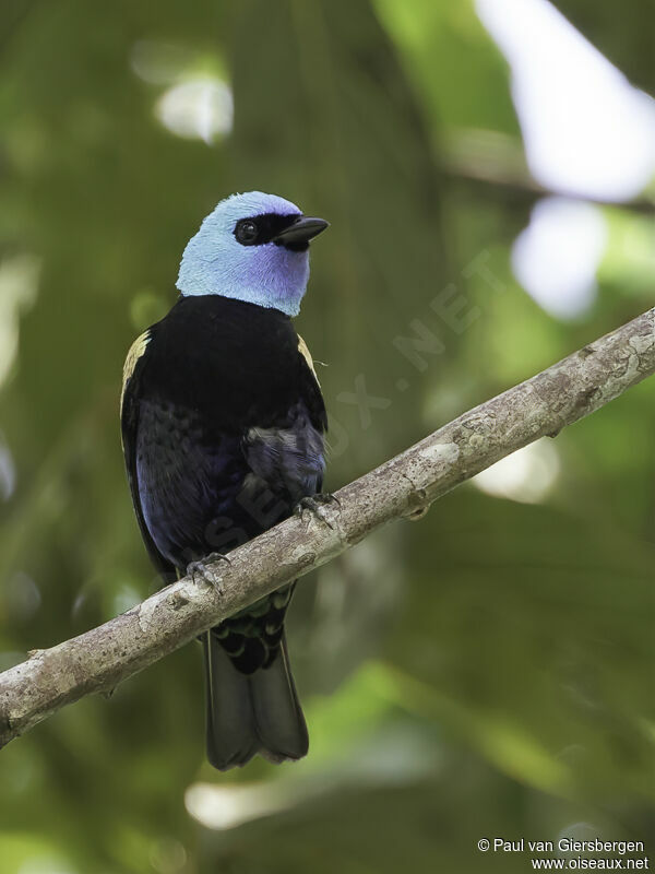 Blue-necked Tanageradult